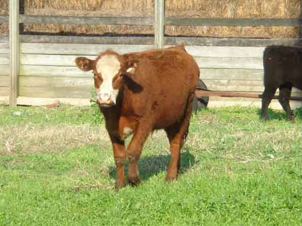 Hereford/Angus Heifer